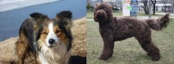 Welsh Sheepdog vs Barbet - Breed Comparison