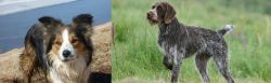 Welsh Sheepdog vs Cesky Fousek - Breed Comparison