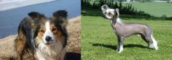 Welsh Sheepdog vs Chinese Crested Dog - Breed Comparison
