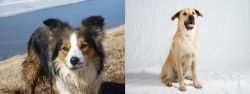 Welsh Sheepdog vs Chinook - Breed Comparison