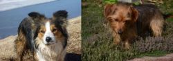 Welsh Sheepdog vs Dorkie - Breed Comparison