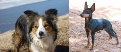 Welsh Sheepdog vs English Toy Terrier (Black & Tan) - Breed Comparison