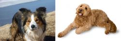 Welsh Sheepdog vs Golden Doodle - Breed Comparison