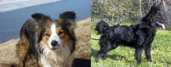 Welsh Sheepdog vs Mudi - Breed Comparison