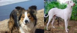Welsh Sheepdog vs Rajapalayam - Breed Comparison