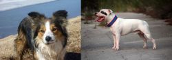 Welsh Sheepdog vs Staffordshire Bull Terrier - Breed Comparison