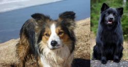 Welsh Sheepdog vs Swedish Lapphund - Breed Comparison