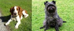 Welsh Springer Spaniel vs Affenpinscher - Breed Comparison