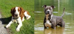 Welsh Springer Spaniel vs American Staffordshire Terrier - Breed Comparison