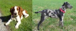 Welsh Springer Spaniel vs Atlas Terrier - Breed Comparison