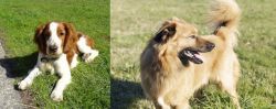 Welsh Springer Spaniel vs Basque Shepherd - Breed Comparison