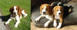 Welsh Springer Spaniel vs Beagle - Breed Comparison