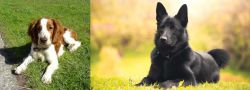 Welsh Springer Spaniel vs Black Norwegian Elkhound - Breed Comparison