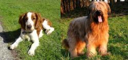 Welsh Springer Spaniel vs Briard - Breed Comparison