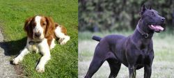 Welsh Springer Spaniel vs Canis Panther - Breed Comparison