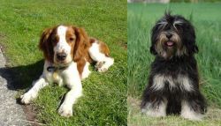 Welsh Springer Spaniel vs Cao da Serra de Aires - Breed Comparison