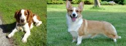 Welsh Springer Spaniel vs Cardigan Welsh Corgi - Breed Comparison