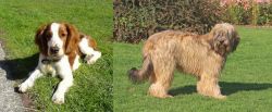 Welsh Springer Spaniel vs Catalan Sheepdog - Breed Comparison
