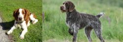 Welsh Springer Spaniel vs Cesky Fousek - Breed Comparison