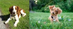 Welsh Springer Spaniel vs Chiweenie - Breed Comparison