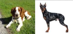 Welsh Springer Spaniel vs Harlequin Pinscher - Breed Comparison