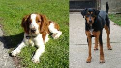 Welsh Springer Spaniel vs Hungarian Hound - Breed Comparison