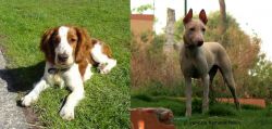 Welsh Springer Spaniel vs Jonangi - Breed Comparison