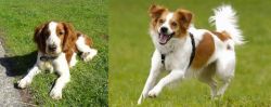 Welsh Springer Spaniel vs Kromfohrlander - Breed Comparison