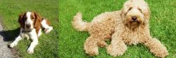 Welsh Springer Spaniel vs Labradoodle - Breed Comparison