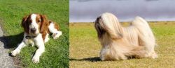 Welsh Springer Spaniel vs Lhasa Apso - Breed Comparison