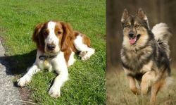 Welsh Springer Spaniel vs Native American Indian Dog - Breed Comparison