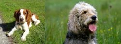 Welsh Springer Spaniel vs Otterhound - Breed Comparison