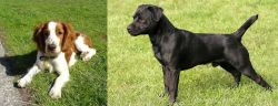Welsh Springer Spaniel vs Patterdale Terrier - Breed Comparison