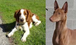 Welsh Springer Spaniel vs Pharaoh Hound - Breed Comparison