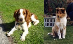 Welsh Springer Spaniel vs Rough Collie - Breed Comparison