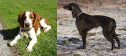 Welsh Springer Spaniel vs Taigan - Breed Comparison