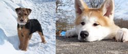 Welsh Terrier vs Akita - Breed Comparison