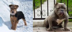 Welsh Terrier vs American Bully - Breed Comparison