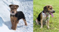 Welsh Terrier vs Bluetick Beagle - Breed Comparison