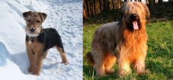 Welsh Terrier vs Briard - Breed Comparison