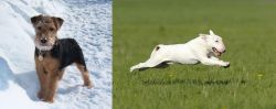 Welsh Terrier vs Bull Terrier - Breed Comparison