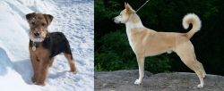 Welsh Terrier vs Canaan Dog - Breed Comparison