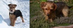 Welsh Terrier vs Dorkie - Breed Comparison