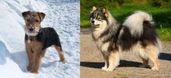 Welsh Terrier vs Finnish Lapphund - Breed Comparison