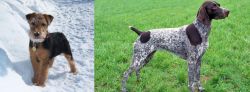 Welsh Terrier vs German Shorthaired Pointer - Breed Comparison
