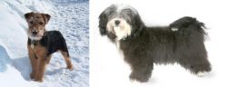 Welsh Terrier vs Havanese - Breed Comparison