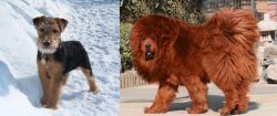 Welsh Terrier vs Himalayan Mastiff - Breed Comparison