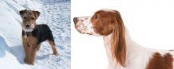 Welsh Terrier vs Irish Red and White Setter - Breed Comparison