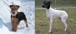 Welsh Terrier vs Japanese Terrier - Breed Comparison