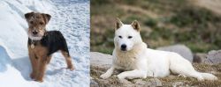 Welsh Terrier vs Jindo - Breed Comparison